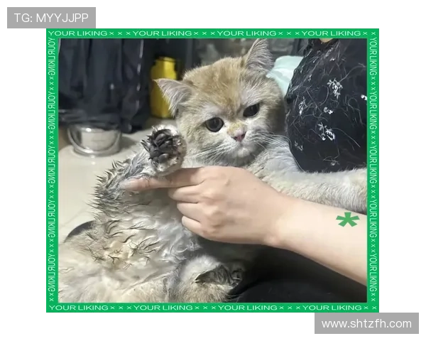 四川官方回应入场小猫未受伤害